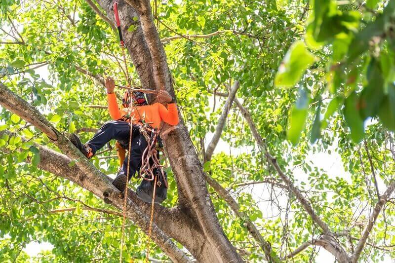 Arborist in safety gear working high in a leafy tree canopy