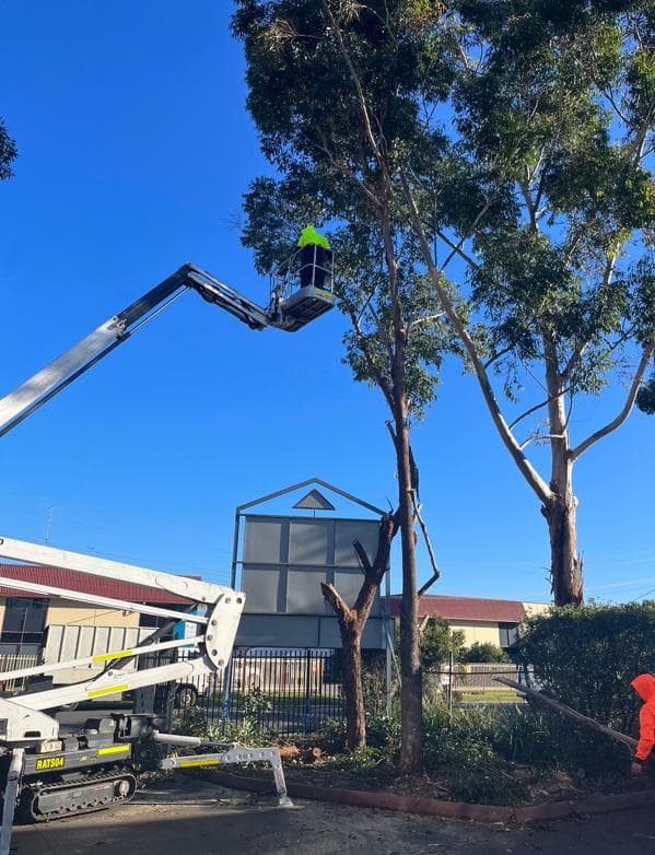 Spider lift accessing tall eucalyptus canopy near a commercial building