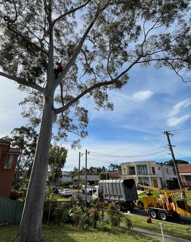 Arborist climbing tall eucalyptus tree with wood chipper truck on residential street