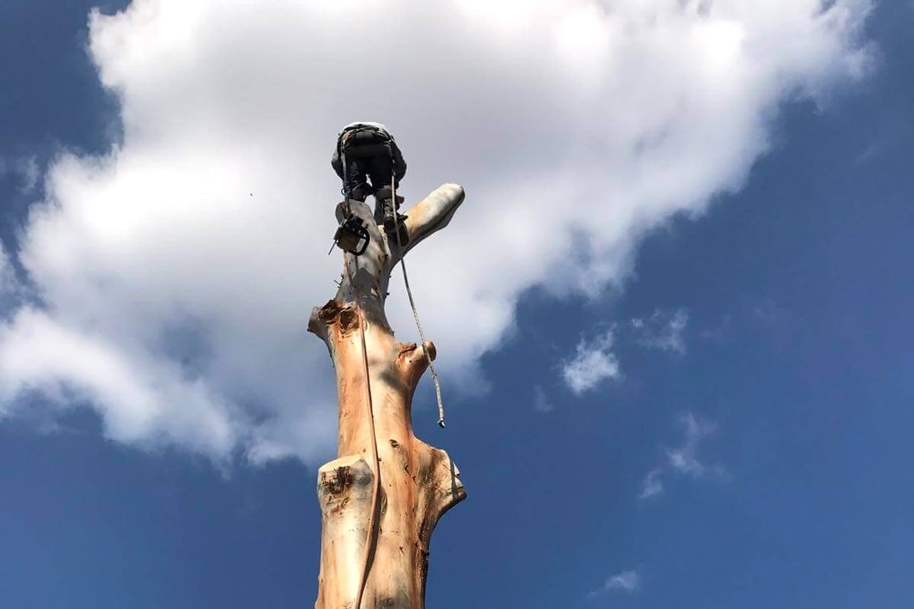 Affordable Dan's arborist at the top of a stripped eucalyptus trunk during sectional tree removal in Sydney