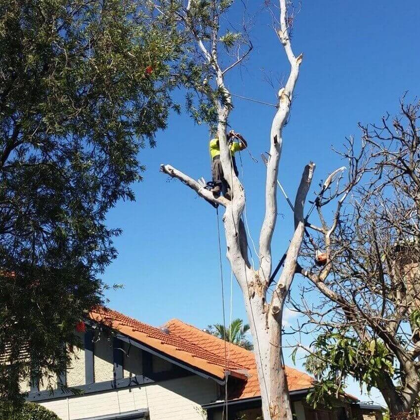 Tree Being Lopped From Front Yard